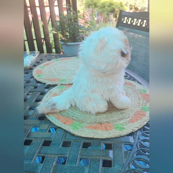 Hugs baby cat - Picture 6 of 8